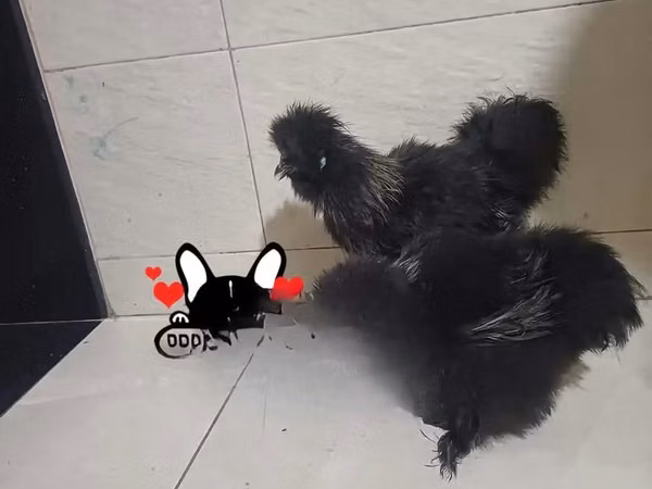 Силки