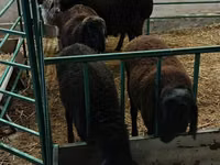Ram, Sheep — photo 1