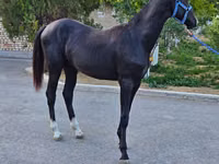 घोड़ा, Akhal-Teke — फ़ोटो 7