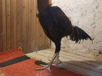 Chickens — 照片 8