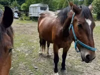 Stute, Međimurje horse — Foto 2