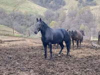 公马, Karachay horse — 照片 5