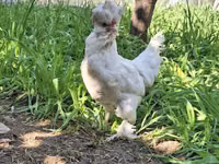 Chickens — الصورة 4