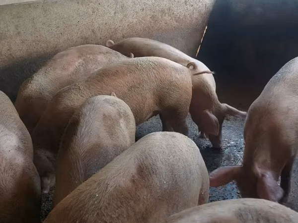 Pigs (batch, sex not specified), 