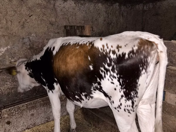 Cow, Cattle
