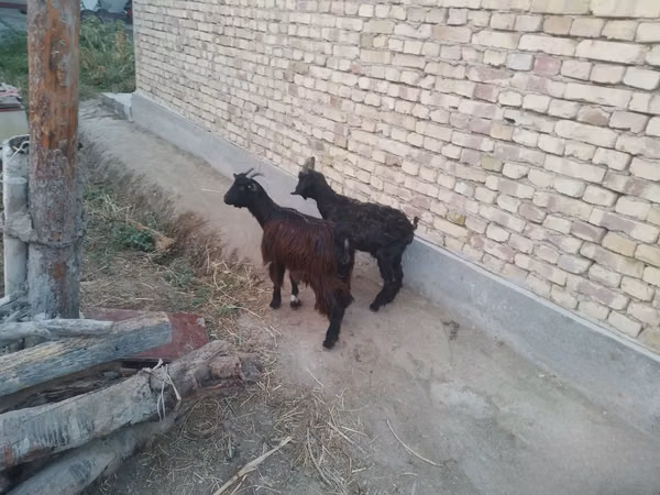 Goats (batch, sex not specified), Goats