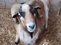 Cabro, Cabras — foto 1