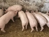 Schweine (Partie, Geschlecht nicht angegeben) — Foto 2
