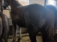 Caballo, Caballos — foto 3