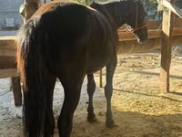 Mare, Horses — photo 2