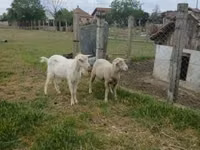 Ram, Merino sheep — photo 3