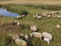 نعجة, Balbas sheep — الصورة 3