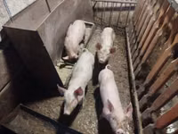 Schweine (Partie, Geschlecht nicht angegeben) — Foto 5