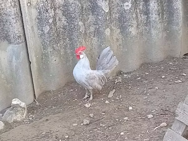 पोलिश