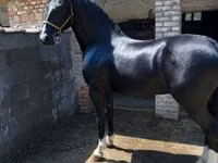 حصان, Dutch warmblood horse — الصورة 1