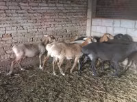 母羊, Tian-Shan semifinewool sheep — 照片 1