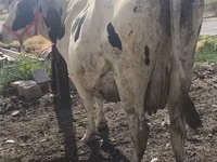 Kuh, Russian Black pied cattle — Foto 4
