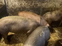 Cerdos (lote, sexo no especificado), Cerdos — foto 4
