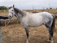 Horse (M), Friesian sport horse — photo 2