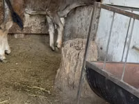 Toro, Raza Alatau — foto 1