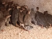 Guinea fowl — फ़ोटो 3