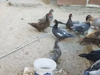 pato criollo doméstico — foto 4