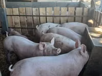 मादा सूअर, सूअर — फ़ोटो 6