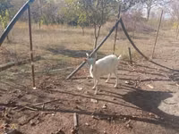 Billy Goat, Goats — photo 3