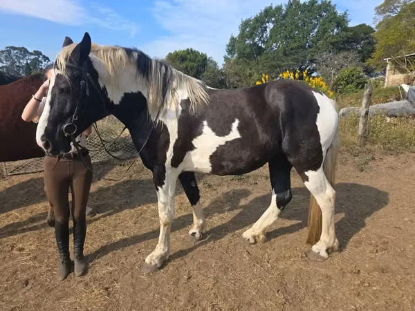 घोड़ी, Pinto horses