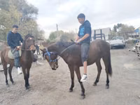 حصان, Thoroughbred horse — الصورة 6