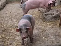 Schweine (Partie, Geschlecht nicht angegeben), Schweine — Foto 2