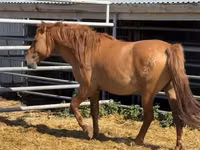 公马, Mugalzhar horse — 照片 4