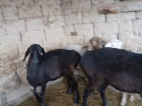 Sheep, Sheep — photo 7