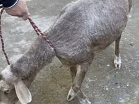 母羊, Sheep — 照片 5