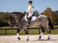 Horse (M), Percheron — photo 5
