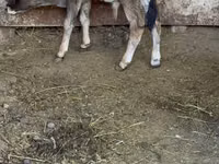 Toro, Raza Alatau — foto 5