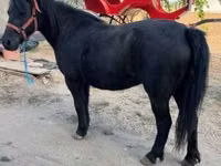 Yegua, Caballos — foto 2
