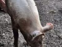 Sow, Pigs — photo 3