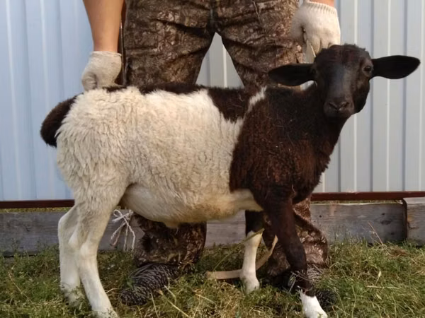 भेड़, Barbados Blackbelly sheep