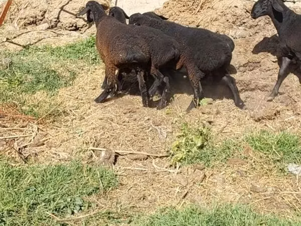 मेढ़ा, भेड़
