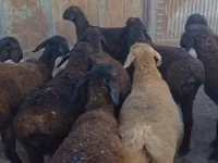 Ram, Sheep — photo 1