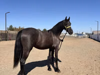 Mare, Friesian — photo 2