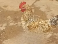 शामो चिकन्स — फ़ोटो 5
