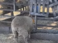 Schaf, Beltex sheep — Foto 2