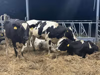 母牛, Holstein breed — 照片 3