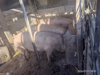 Säue, Schweine — Foto 5