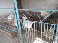 Ziege, Russian White goat — Foto 3