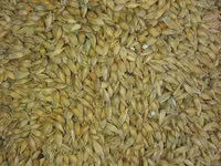 Vind granule la iepuri — 照片 4