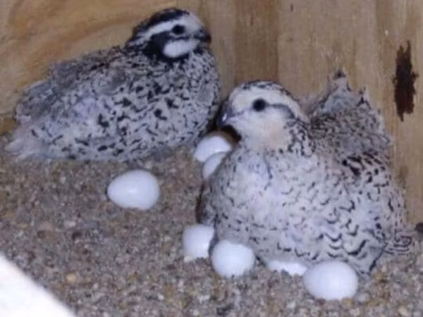 Bobwhite