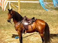 Horse (M), Tennessee Walking Horse — photo 5